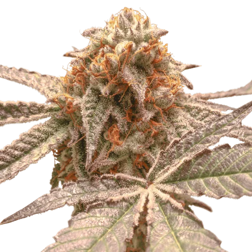 Purple OG Punch van Super Sativa Seed Club