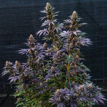 Black Lebanon van Super Sativa Seed Club
