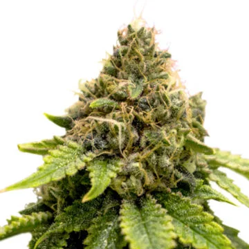 Karel's Dank van Super Sativa Seed Club