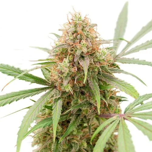 AK Triple Haze van Super Sativa Seed Club