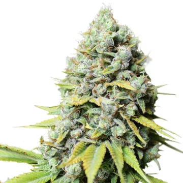 Kosher Haze van Super Sativa Seed Club