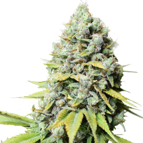 Kosher Haze van Super Sativa Seed Club