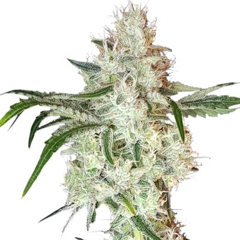 Lemon OG van Super Sativa Seed Club