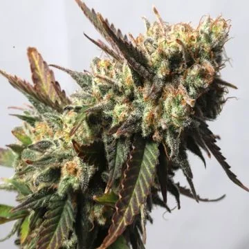 Strawberry Chemdawg OG van Super Sativa Seed Club