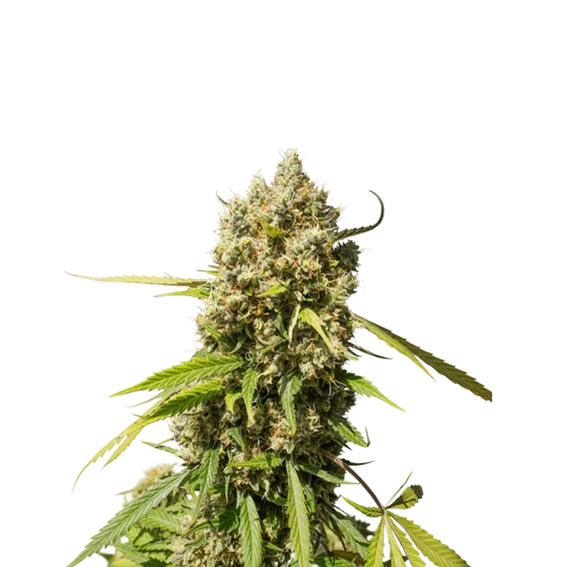 Elephant van Super Sativa Seed Club