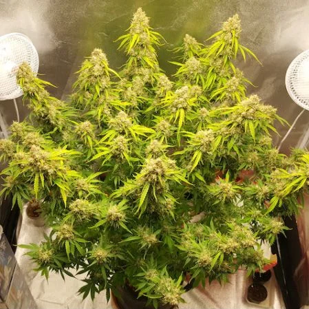 Creeper van Super Sativa Seed Club