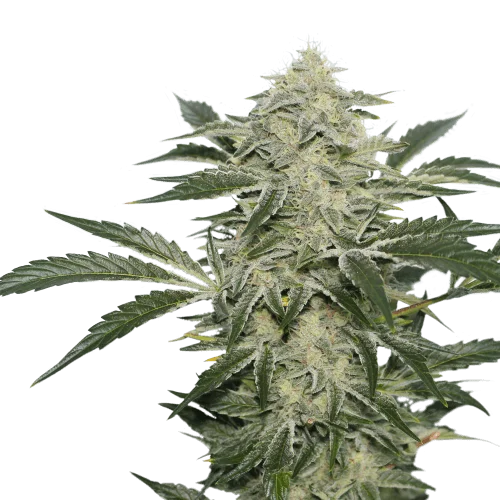 Creamy Kees van Super Sativa Seed Club