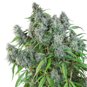 Frosty Friday van Super Sativa Seed Club
