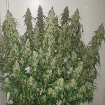 Creeper van Super Sativa Seed Club