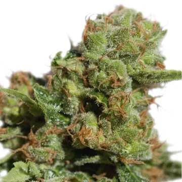 Bruce Lemon Diesel van Super Sativa Seed Club