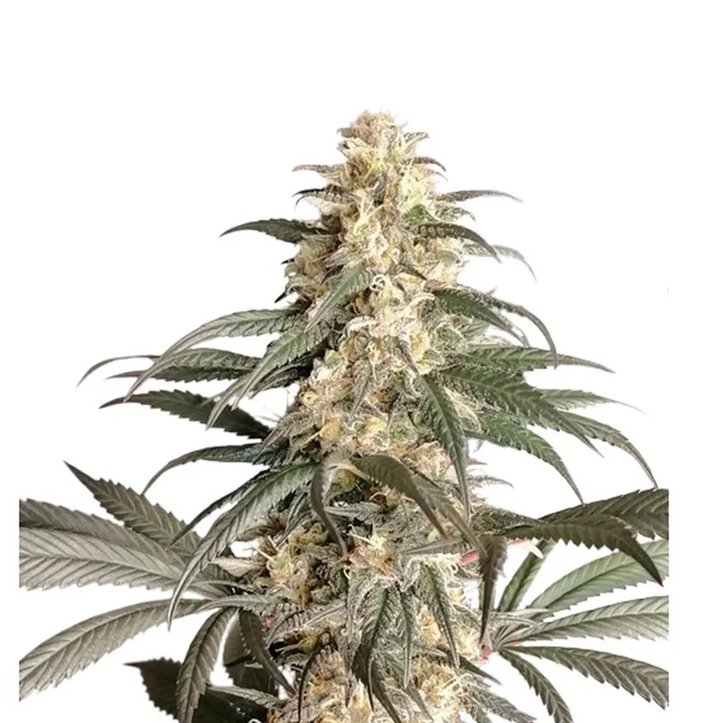 Black Lebanon van Super Sativa Seed Club