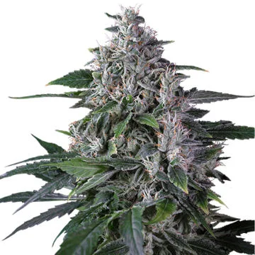 Karels Haze van Super Sativa Seed Club