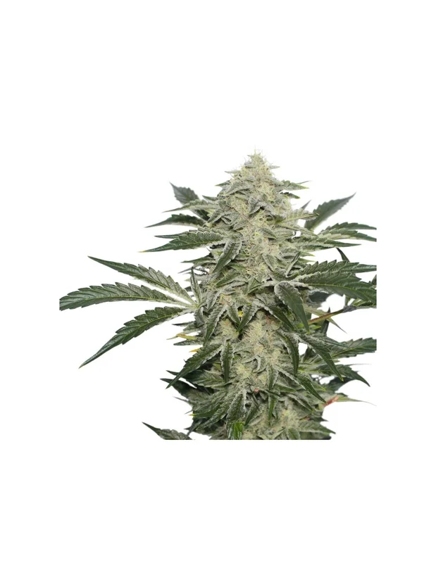 Creamy Kees van Super Sativa Seed Club