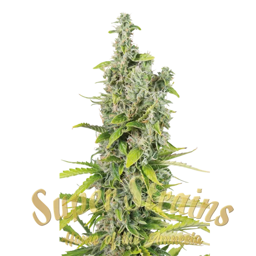 Next of Kin van Super Strains