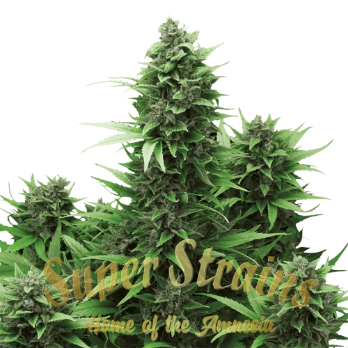 Turing van Super Strains