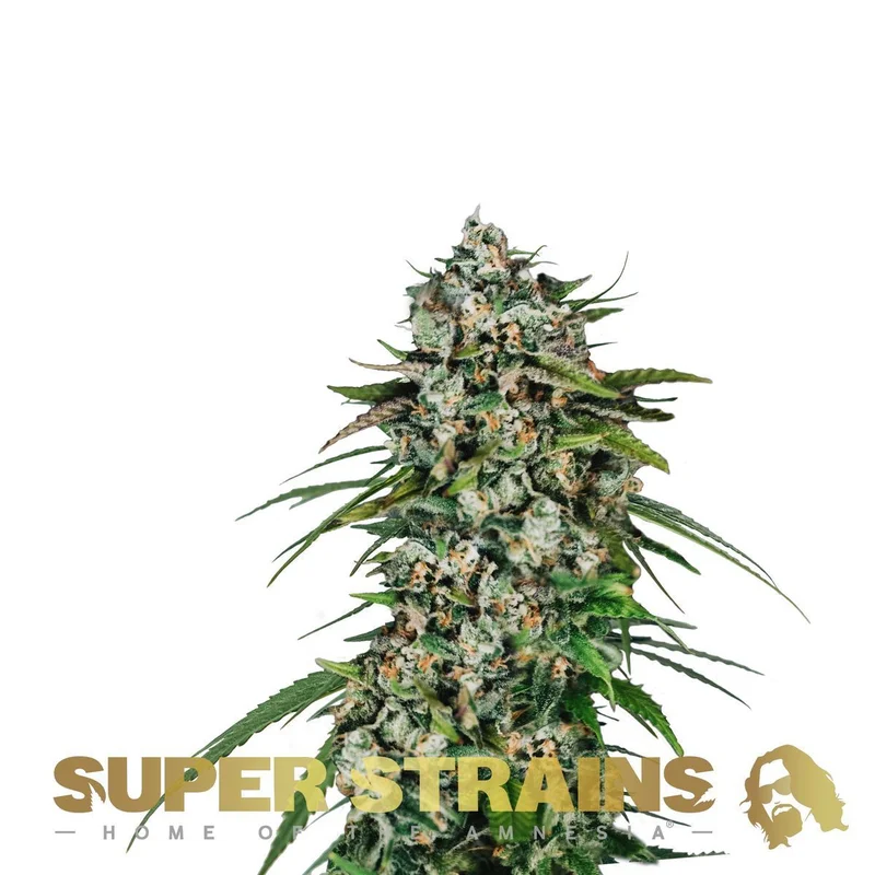 Saga van Super Strains