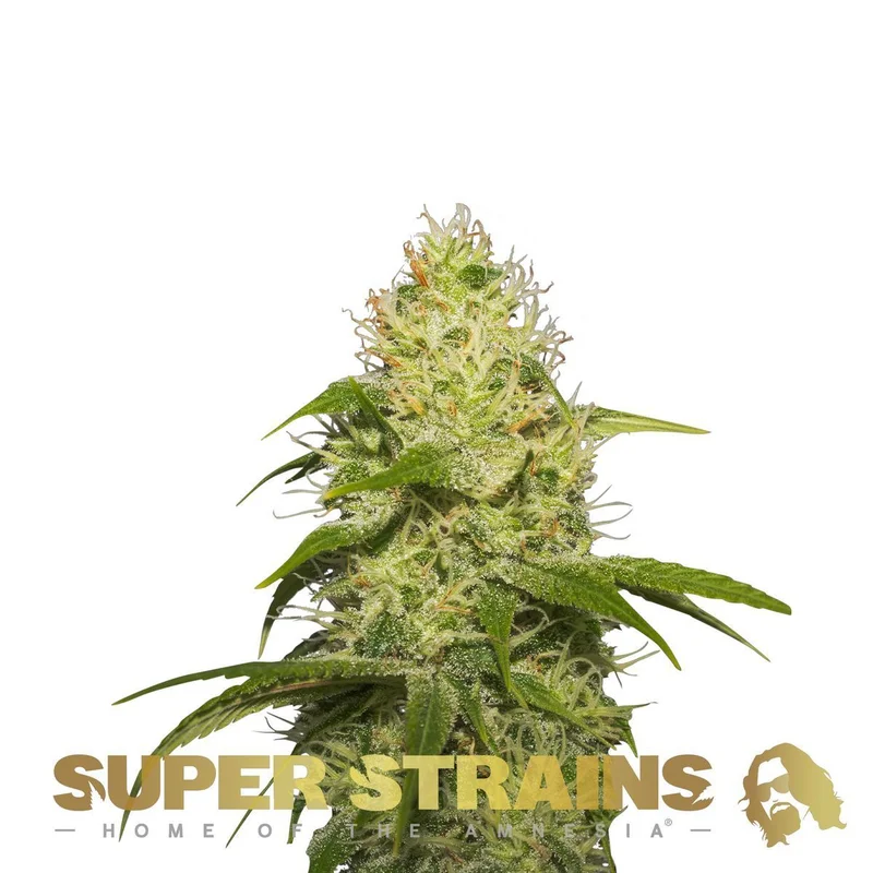 La Jefa van Super Strains