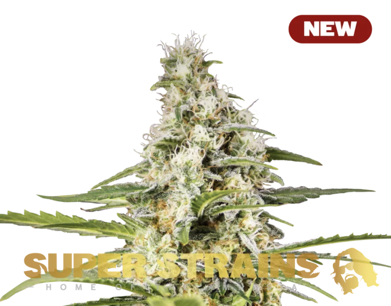 Girl Scout Cookies van Super Strains