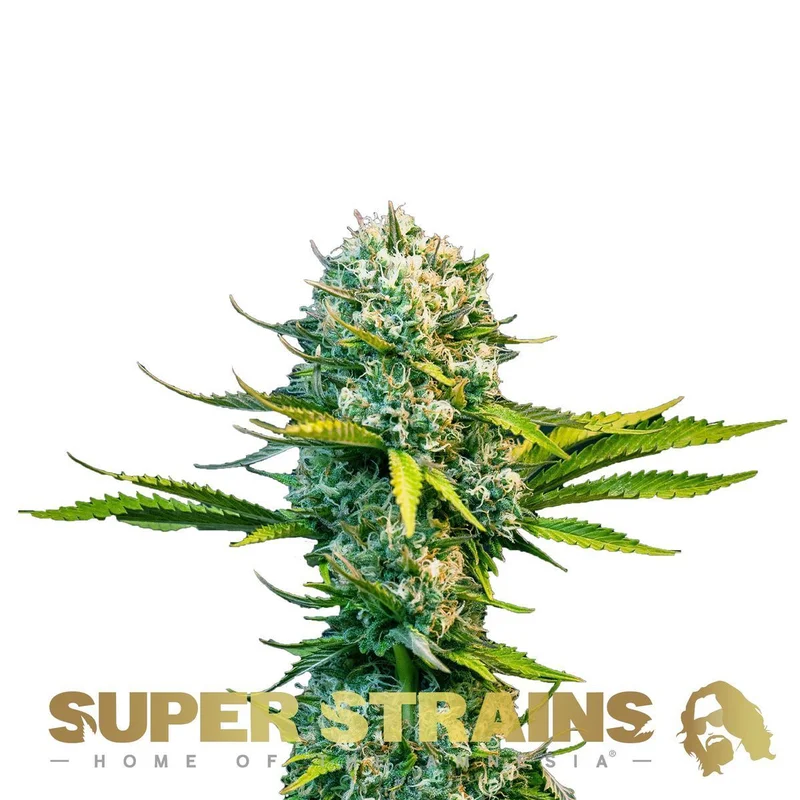 Next of Kin van Super Strains