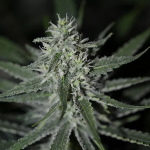 Fini van Super Strains