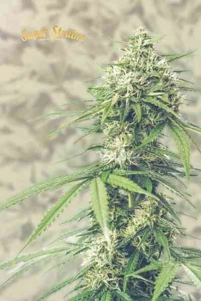 Saga van Super Strains