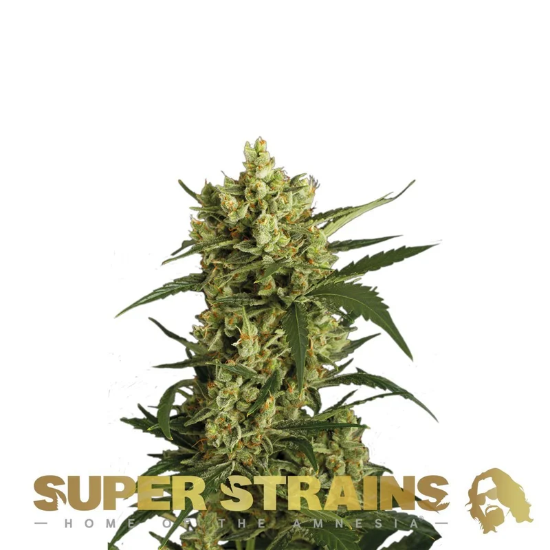 Crackers van Super Strains