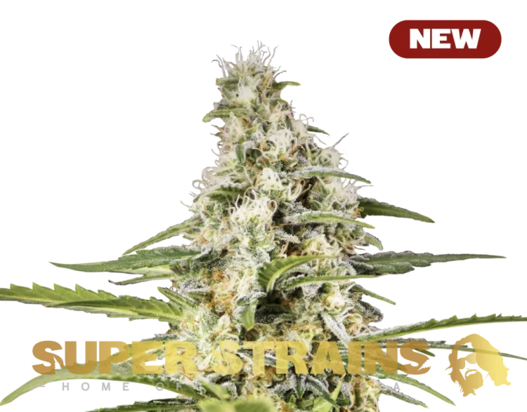 Girl Scout Cookies van Super Strains
