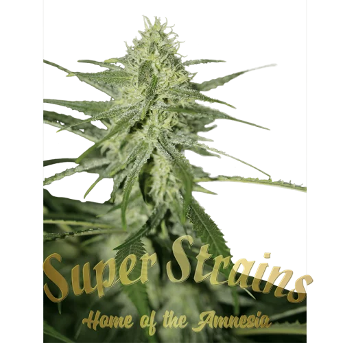 Fini van Super Strains