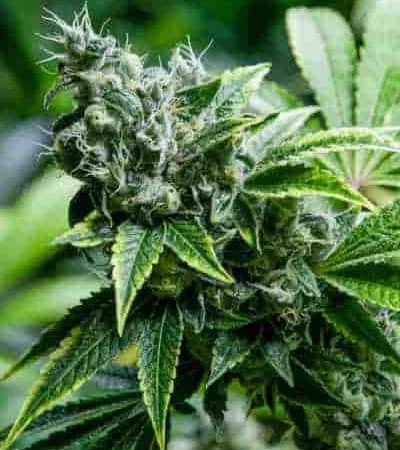 Eden van Super Strains