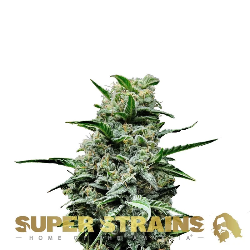 Mexican Candy van Super Strains
