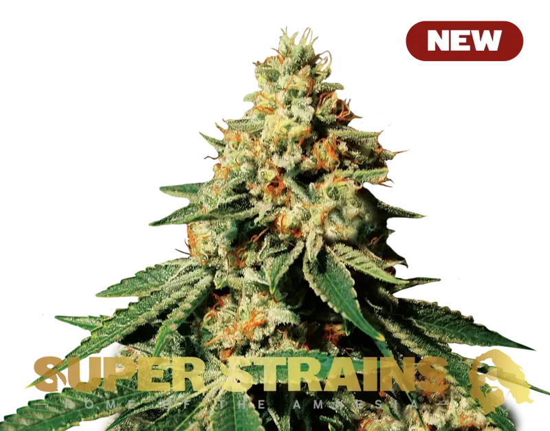 Zkittlez van Super Strains