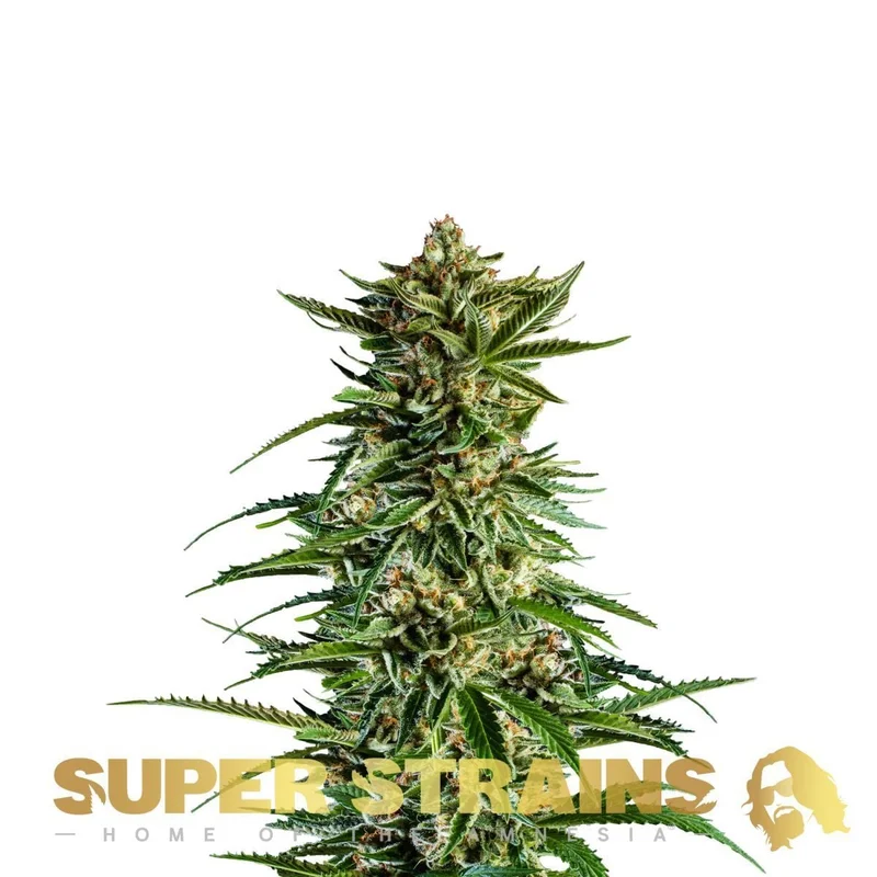 7th Wave van Super Strains