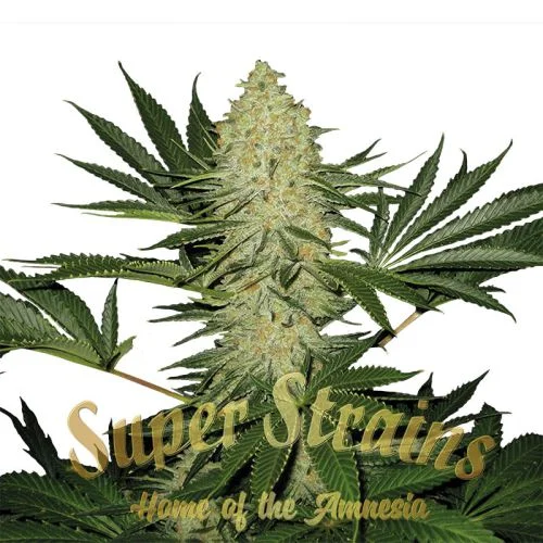 La Cucaracha van Super Strains