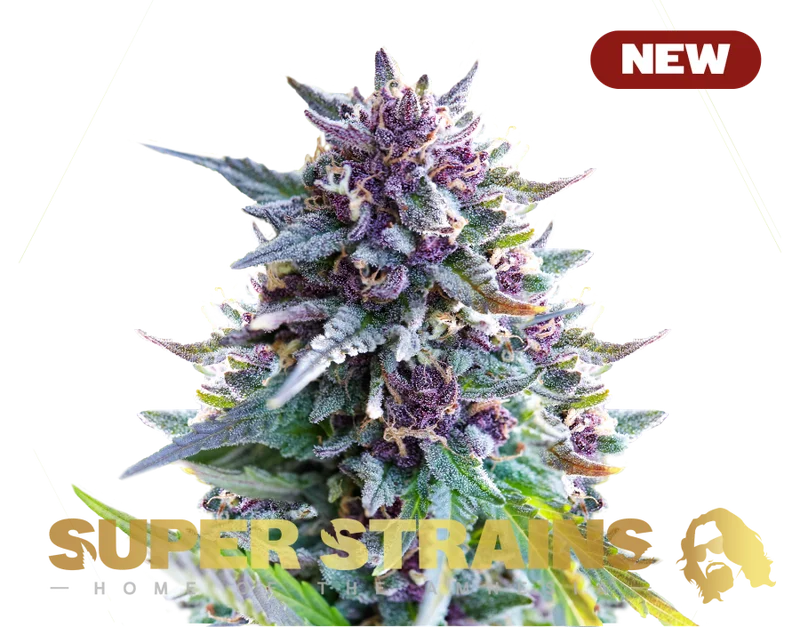 Purple Punch van Super Strains