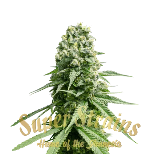 Amnesia van Super Strains