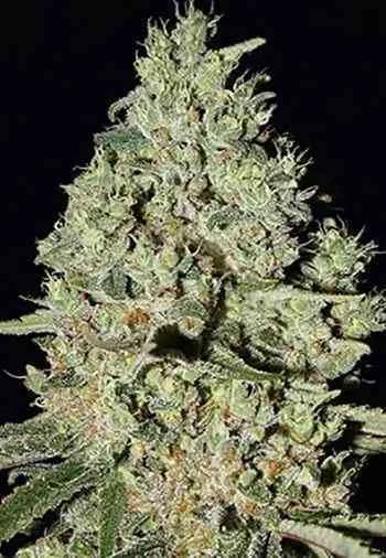 DFA van Super Strains