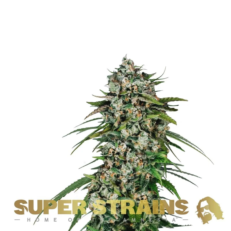 Saga van Super Strains