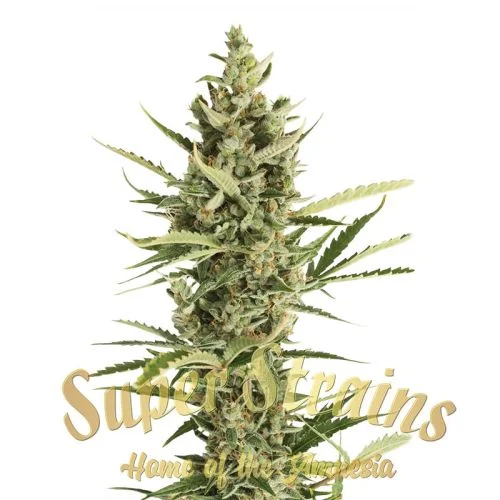 7th Wave van Super Strains