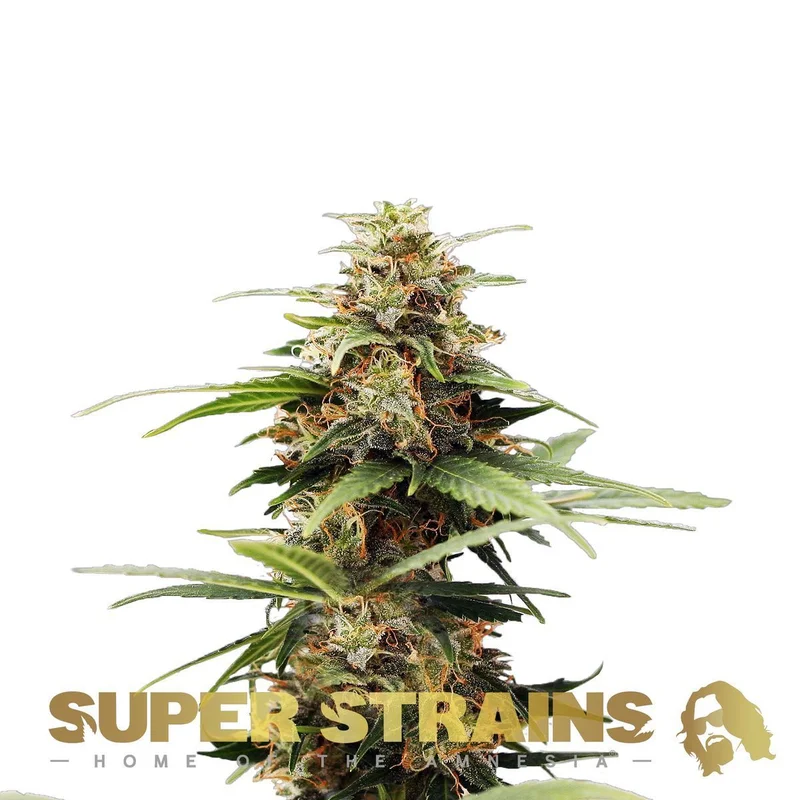 Hermana de la Noche van Super Strains