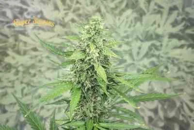Hermana de la Noche van Super Strains