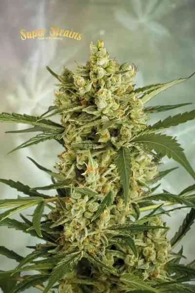 Crackers van Super Strains