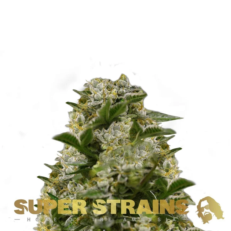 Ibiza Farmers van Super Strains