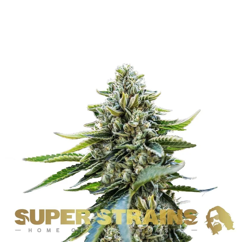 Eden van Super Strains