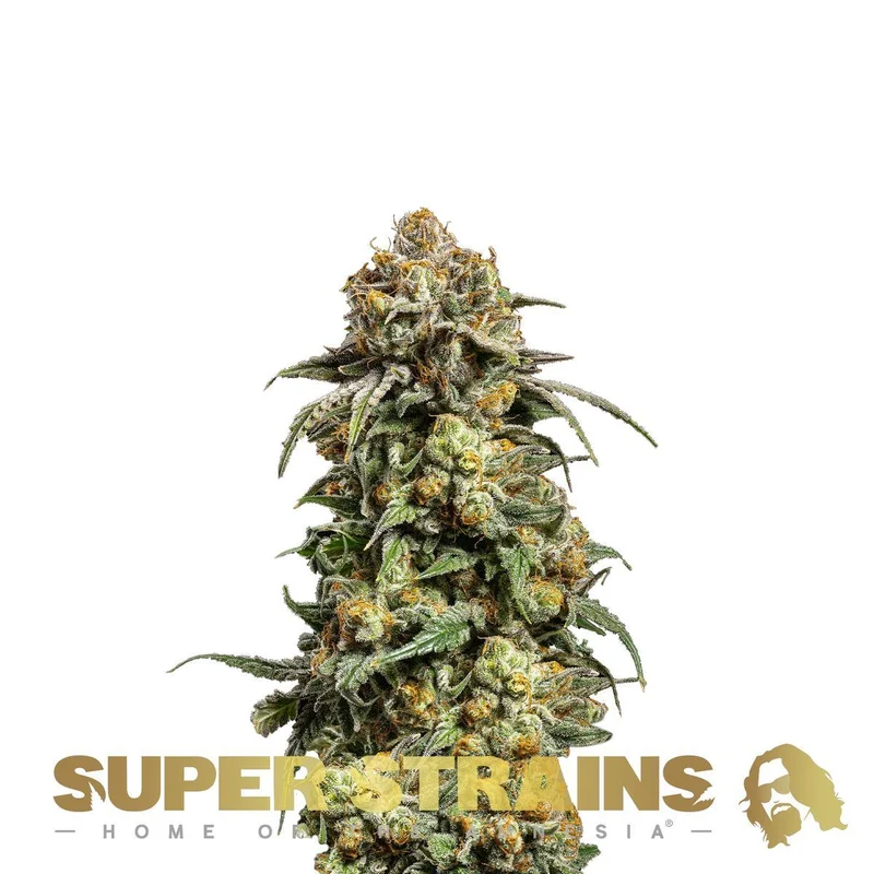Cookies Krush van Super Strains