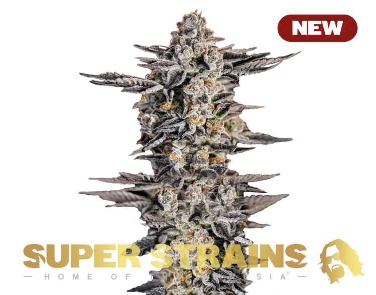 Gelato #33 van Super Strains