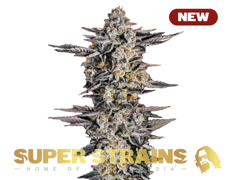 Gelato #33 van Super Strains