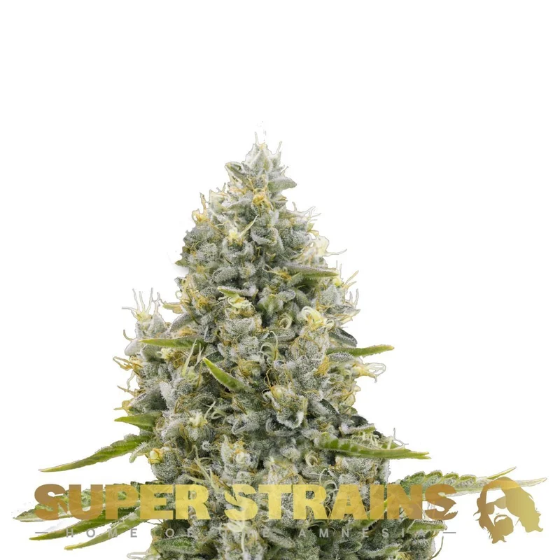 Agartha van Super Strains