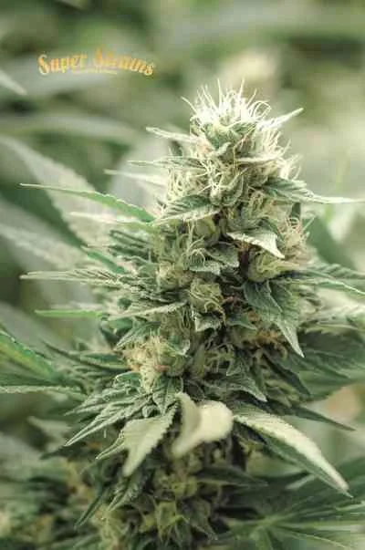Agartha van Super Strains