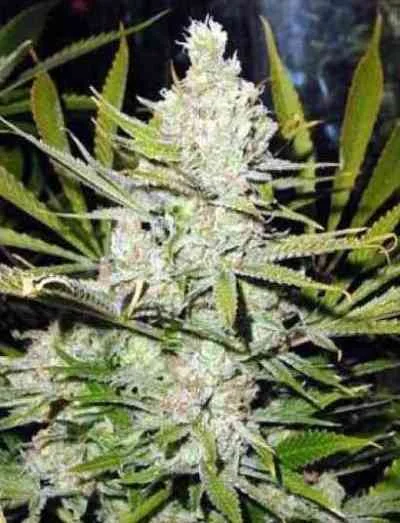 Amnesia van Super Strains