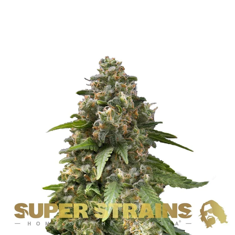 Enemy of the State van Super Strains